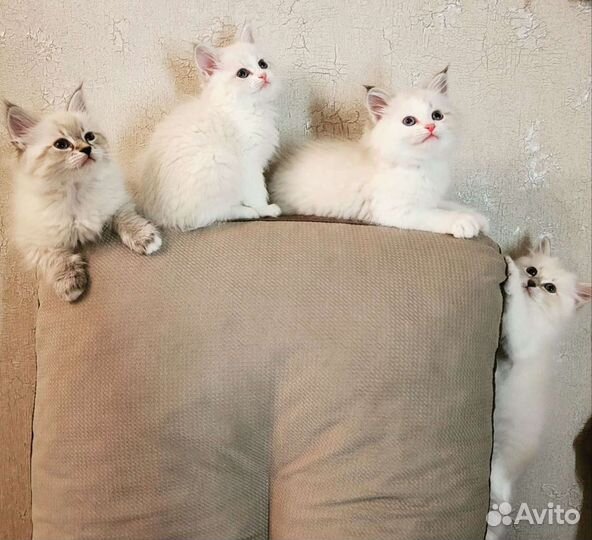 Невская маскарадная