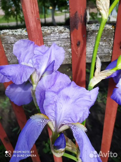 Ирисы бородатые