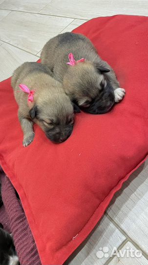 Милые щенки бесплатно