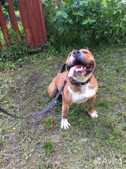 Амстафф вязка