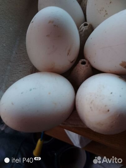 Яйцо утиное,гусиное