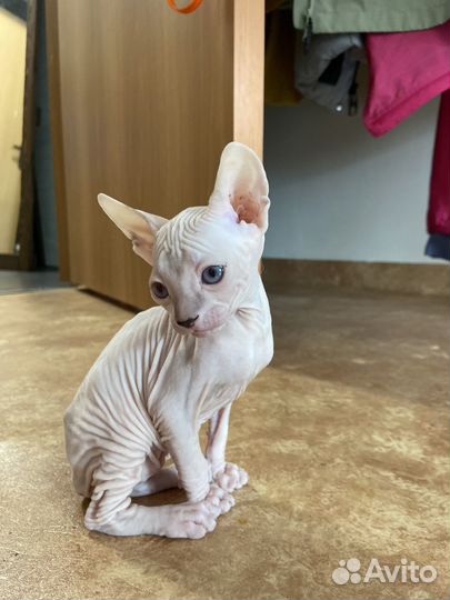 Котята сфинкс