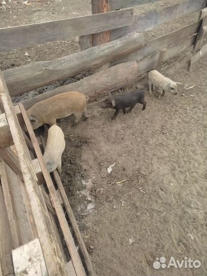 Подрощенные домашние поросята