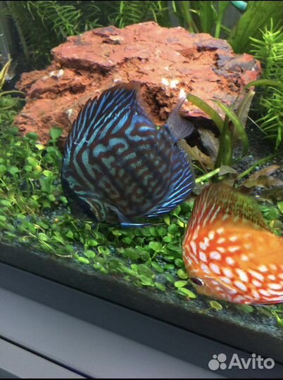 Аквариум ferplast