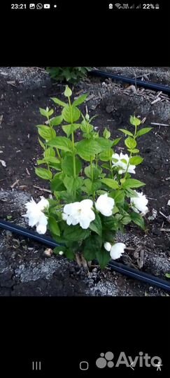 Декоративные, плодовые, деревья и кустарники