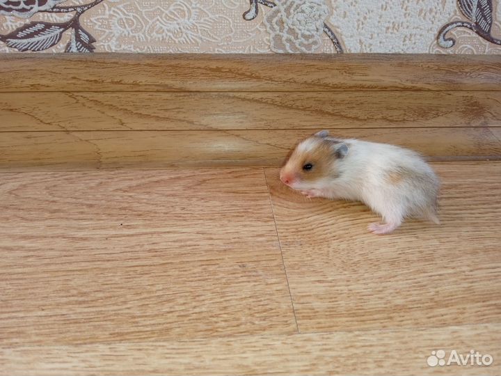 Хомяки сирийские