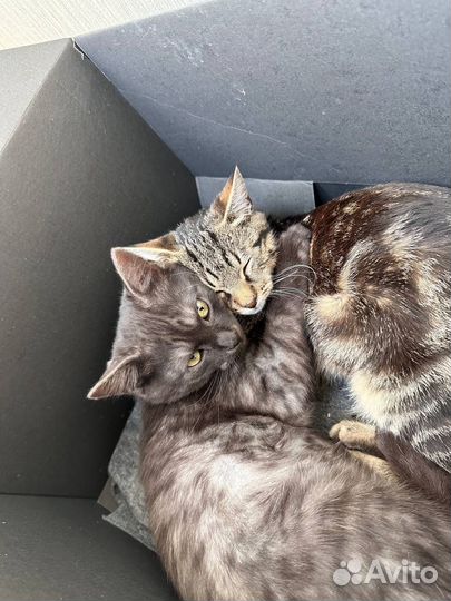 Британские котята