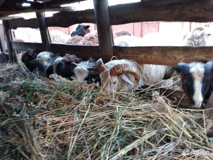 Овцы бараны