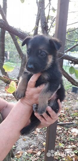 Щенки немецкой овчарки