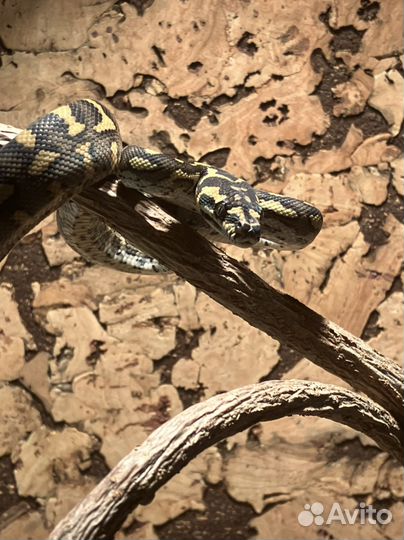 Змея ковровая