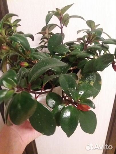 Фикус бенджамина