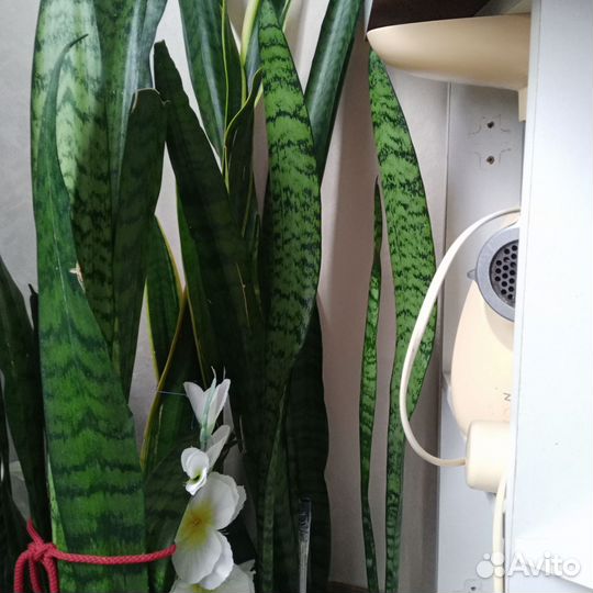 Сансевиерия сортовая