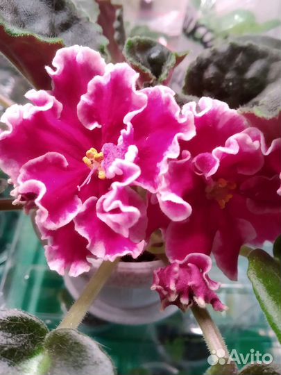 Фиалки сортовые