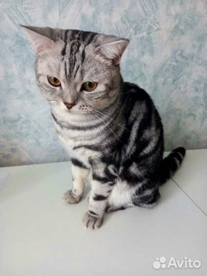 Кот шотландский
