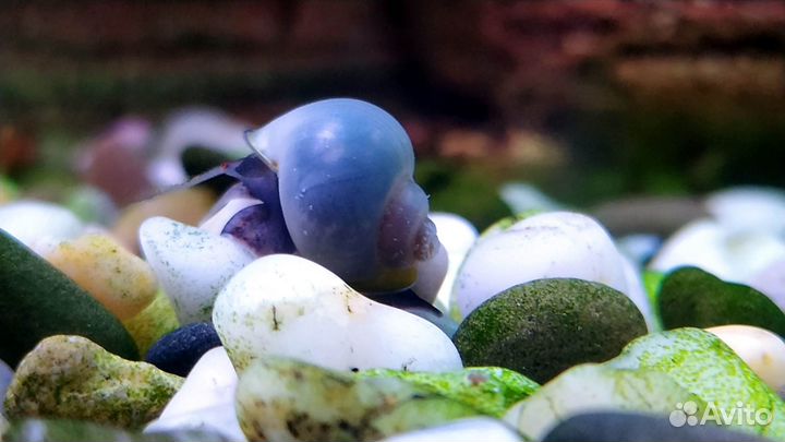 Ампулярия Черничная