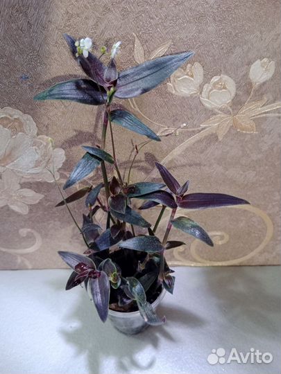 Комнатные растения. Традесканции