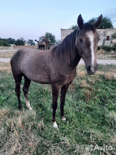 Продам лошадь