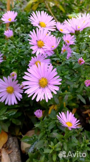 Многолетние цветы для Вашего сада