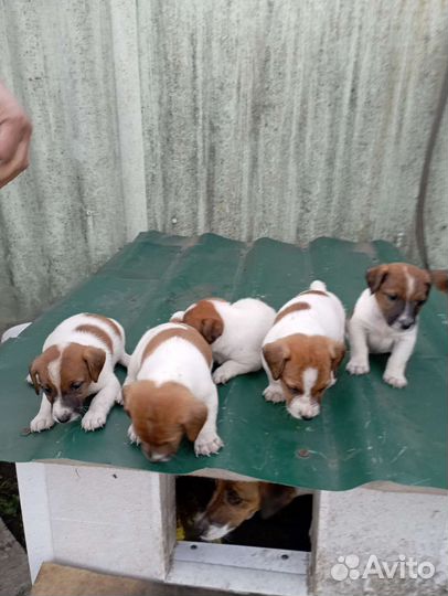 Щенки джек Рассел терьер