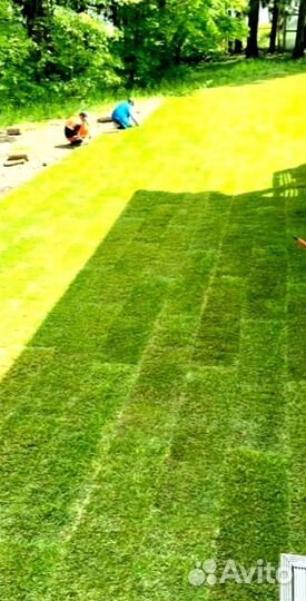 Рулонный газон