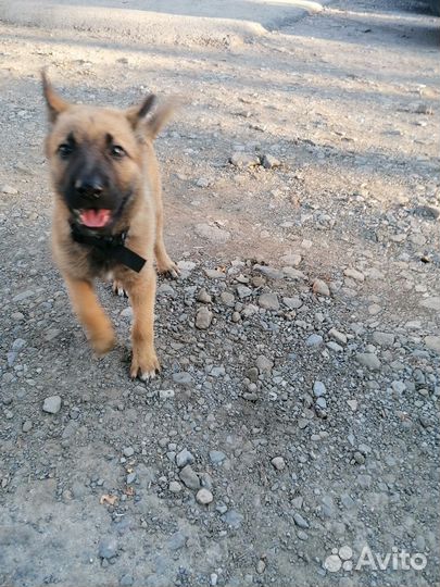 Зена королева воинов ищет человека