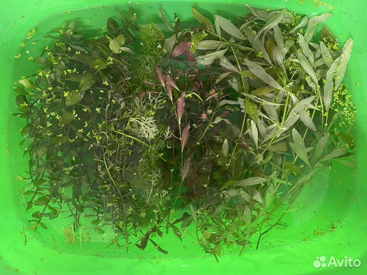 Прополка аквариумные растения