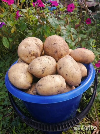 Картофель с доставкой