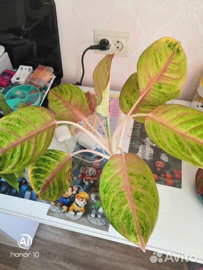 Аглоонема Kwack Thong Kam