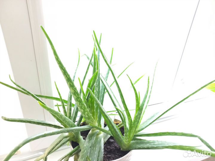 Алоэ вера растение