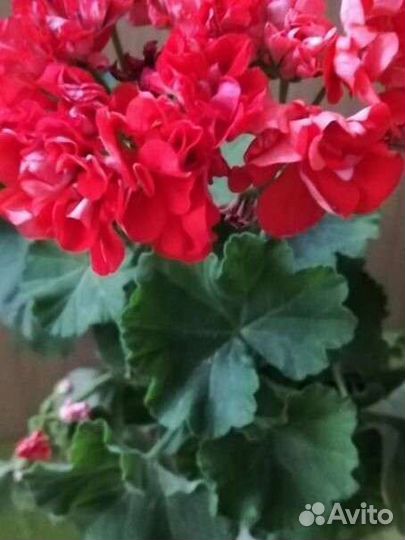 Пеларгонии