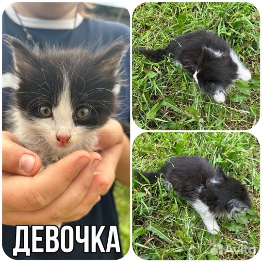 Котята в добрые руки