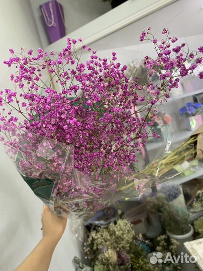 Гипсофила сухая