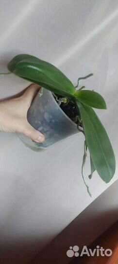 Орхидея фаленопсис