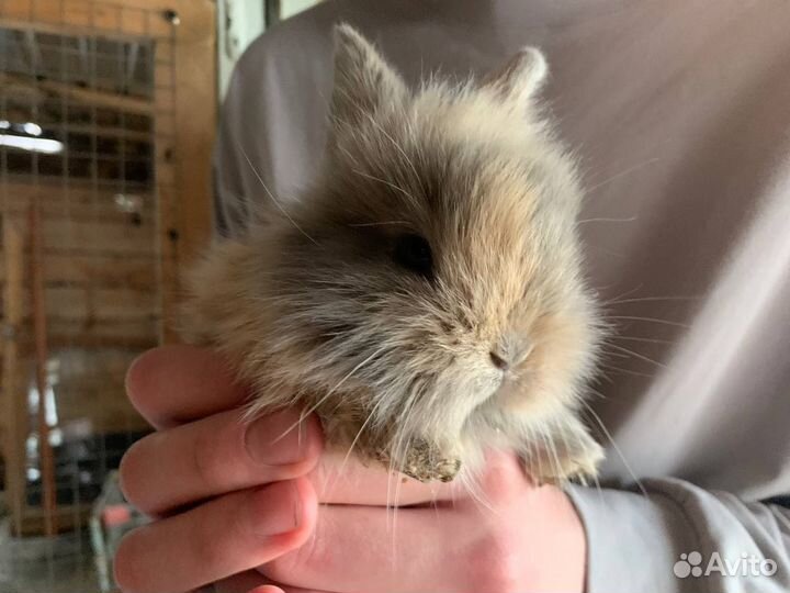 Декоративные кролики вислоухие