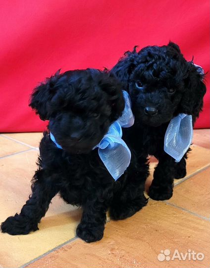 Щенки карликового пуделя