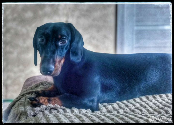 Такса для вязки