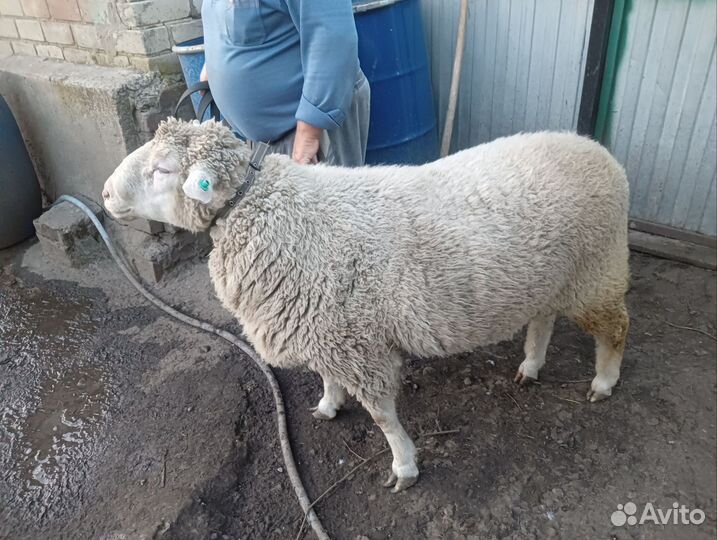 Баран Меринос