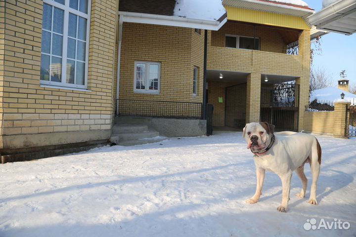 Зоогостиница, передержка домашних животных