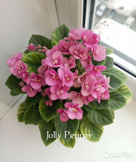 Фиалка детки