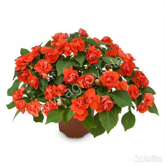 Бальзамин махровый