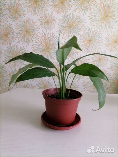 Спатифиллум, толстянка, декабрист