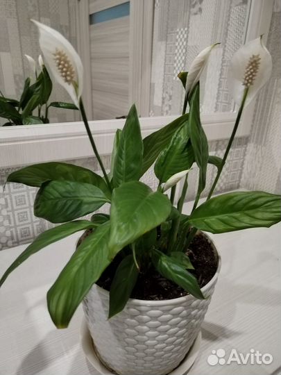 Спатифиллум, отростки