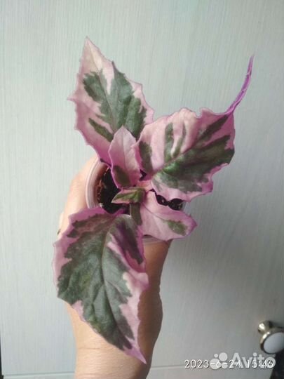 Комнатные растения