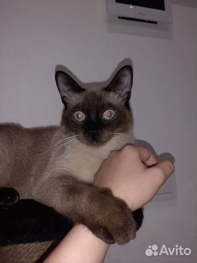Отдам кота в добрые руки