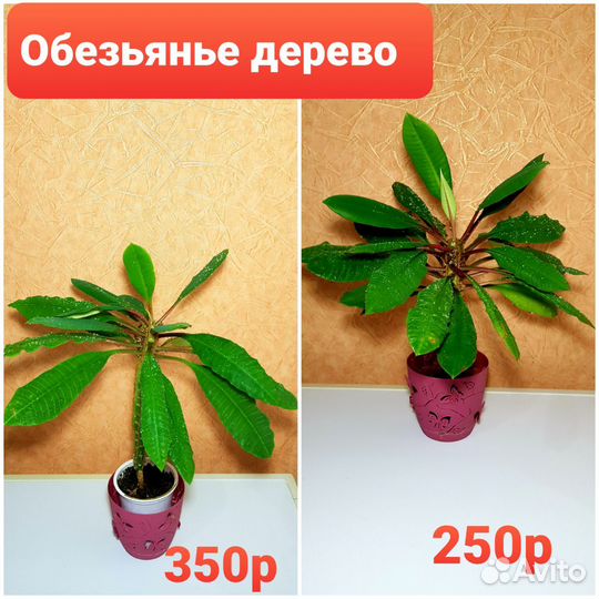 Кактусы,денежное дерево,традисканция