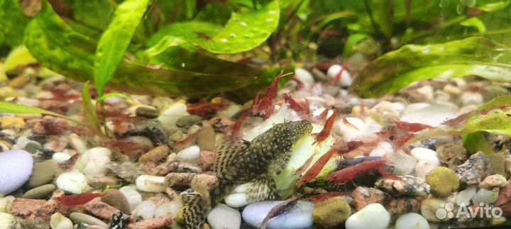 Креветки черри