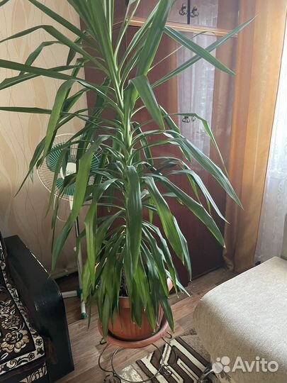 Пальма Юкка