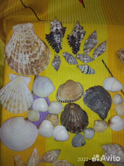 Морские ракушки