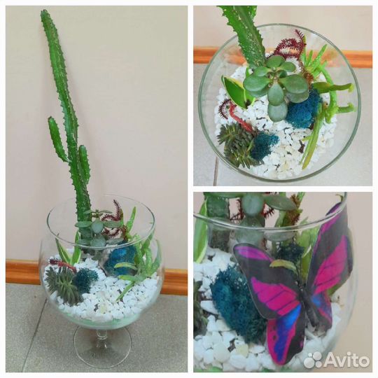 Продам цветы комнатные