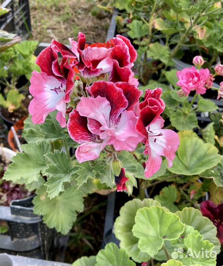 Пеларгония герань